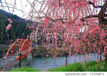 Tsukigase Umebayashi (Nara City, Nara Prefecture) Weeping plums blooming near Tsukigase Bridge 72458672