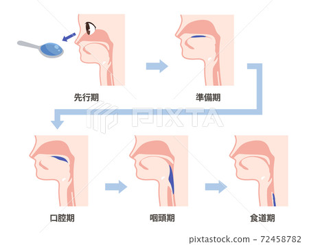 Illustration of the swallowing process Illustration of the swallowing process 72458782