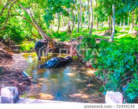 flock of Elephants in natural surrounding in Sri Lanka near Pinnawella flock of Elephants in natural surrounding in Sri Lanka near Pinnawella 72459139