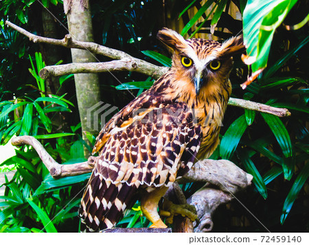 Eurasian Eagle Owl perched on a branch. Eurasian Eagle Owl perched on a branch. 72459140