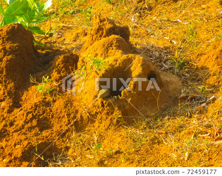 Giant red soil termitary termites nest 72459177