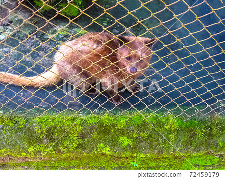 Asian Palm Civet - animal who produce the most expensive coffee Kopi luwak Asian Palm Civet - animal who produce the most expensive coffee Kopi luwak 72459179
