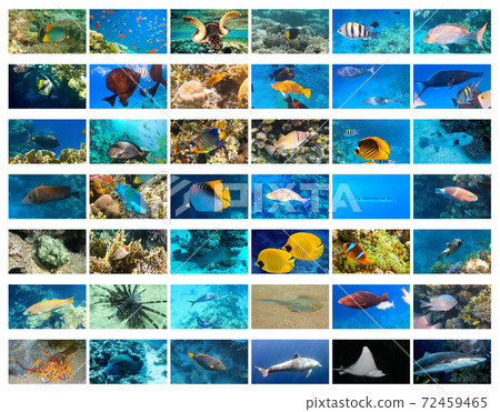 collage of underwater images. Collection of tropical fishes collage of underwater images. Collection of tropical fishes 72459465