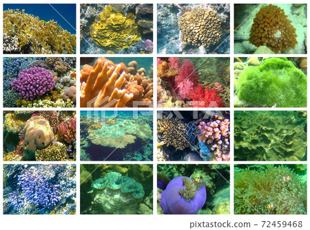 Tropical sea underwater with coral reefs and fish 72459468