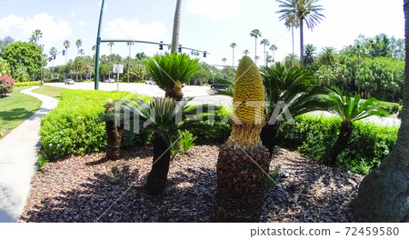 The green park 72459580