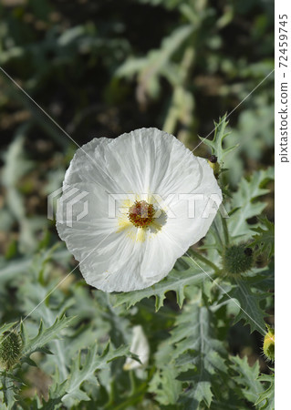 Prickly Poppy Prickly Poppy 72459745