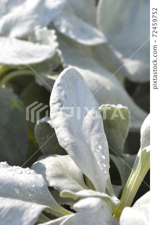 Shining-white ragwort Angel Wings 72459752