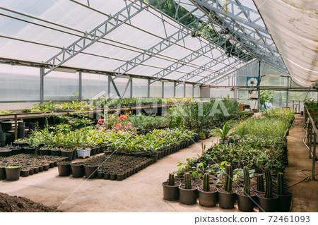 Green Sprouts Of Plants Growing From Soil In Pots In Greenhouse Or Hothouse Green Sprouts Of Plants Growing From Soil In Pots In Greenhouse Or Hothouse 72461093