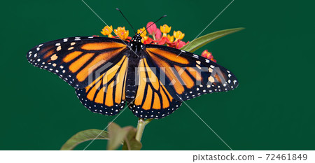 Monarch butterfly are perched on a flower in the garden 72461849