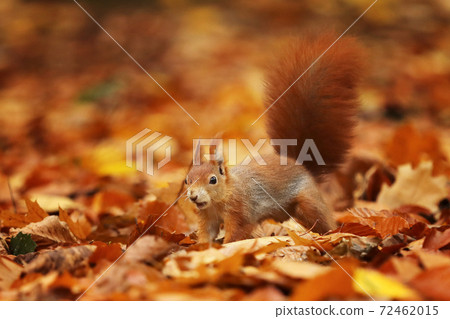 Red squirrel (Sciurus vulgaris) on the ground in autumn forest 72462015