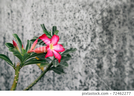 Bright pink flower Bright pink flower 72462277