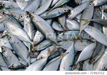 Mackerel at the fish market. 72462312