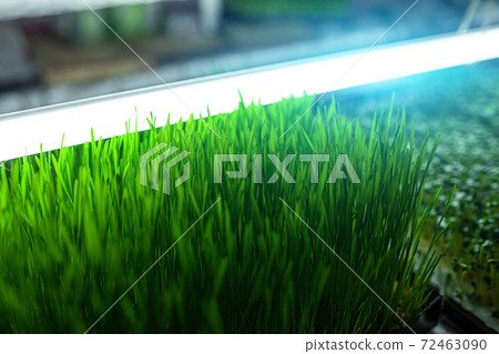 hydroponic farm with green growing vegetables and agriculture hydroponic farm with green growing vegetables and agriculture 72463090