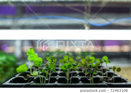 hydroponic farm with basil and green growing vegetables hydroponic farm with basil and green growing vegetables 72463106