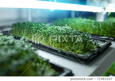 hydroponic farm with green mustard and growing vegetables hydroponic farm with green mustard and growing vegetables 72463107