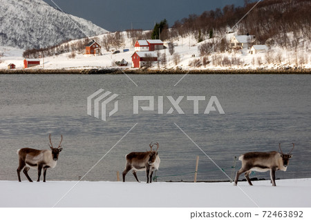 Rendeer in Norway Rendeer in Norway 72463892