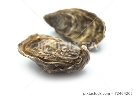 Closeup of closed Oysters on white background Closeup of closed Oysters on white background 72464205