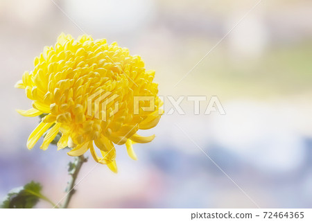 Bright sunny flower on a gentle background of pastel shades Bright sunny flower on a gentle background of pastel shades 72464365