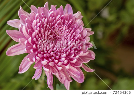 Bright pink purple flower close up on a natural green background 72464366