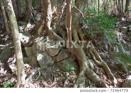 Bare old tree roots on the mountain trail Bare old tree roots on the mountain trail 72464779