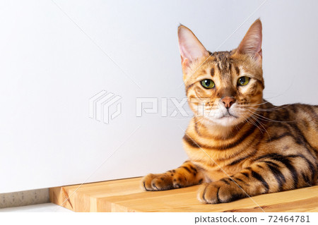 Amazing bengal domestic cat with copy space. 72464781