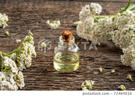 Essential oil bottle with fresh blooming yarrow Essential oil bottle with fresh blooming yarrow 72464816