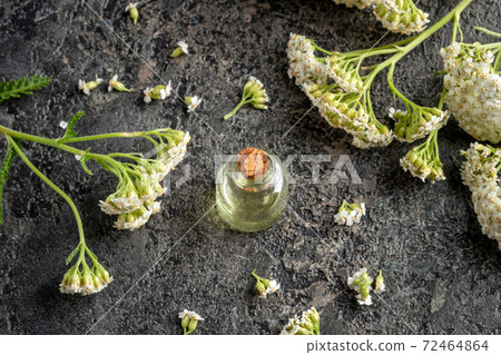 Essential oil bottle with fresh blooming yarrow twigs Essential oil bottle with fresh blooming yarrow twigs 72464864