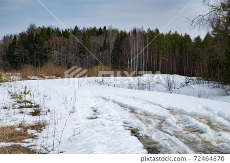 Shot of melted white snow in the forest in a sunny early spring day 72464870