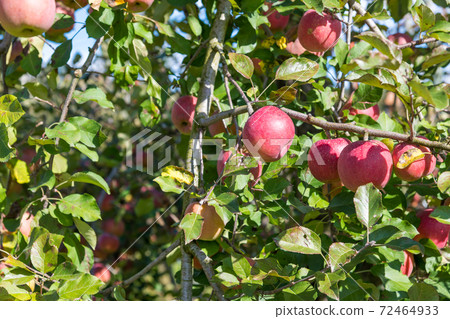 [At the time of harvesting red apples] 72464933