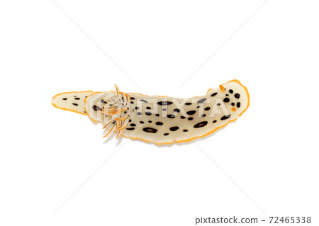 Chromodoris orientalis white background Chromodoris orientalis white background 72465338