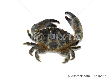 Ougi蟹白色背景 Ougi蟹白色背景 72465340