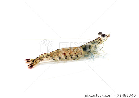 Melicertus latis white background 72465349