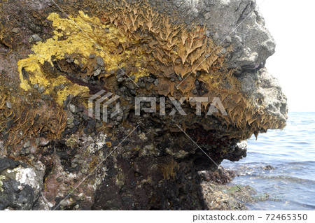 Wide spawning of Thais clavigera 72465350