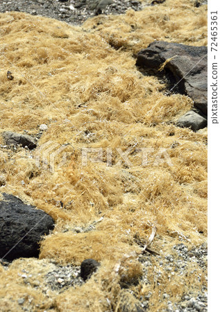 Decolorized seaweed Gelidiaceae Decolorized seaweed Gelidiaceae 72465361
