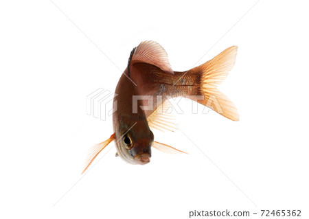 Umitanago turn white background 72465362