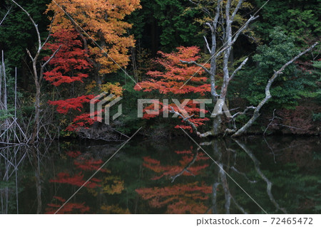 秋葉倒映在水面上 72465472