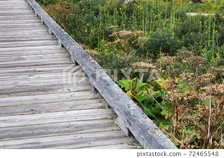 A leading view of a grey old boardwalk A leading view of a grey old boardwalk 72465548