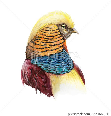 Pheasant Bird Head Watercolor Image Bright Stock Illustration 72466301 Pixta