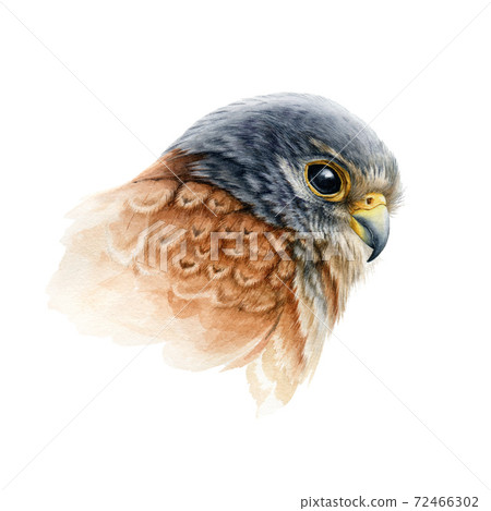 Falcon bird portrait watercolor illustration. Hand drawn close up realistic kestrel head image. Wild predator avian element. Europe hawk image. Bird of prey isolated on white background. Falcon bird portrait watercolor illustration. Hand drawn close up realistic kestrel head image. Wild predator avian element. Europe hawk image. Bird of prey isolated on white background. 72466302