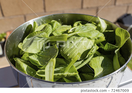 Close up shot of some bok choy harvest in backyard of a house 72467009