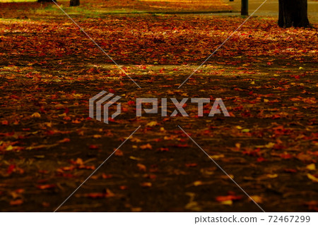 Fallen leaves 72467299