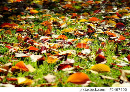 Fallen leaves 72467300