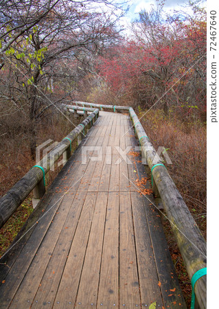 Nikko Nikko Senjogahara Observatory Near the autumn leaves scenery from the promenade Autumn scenery Nikko Nikko Senjogahara Observatory Near the autumn leaves scenery from the promenade Autumn scenery 72467640
