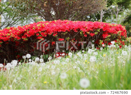 Beautiful harmony 72467690