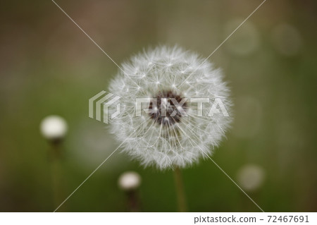 dandelion 72467691