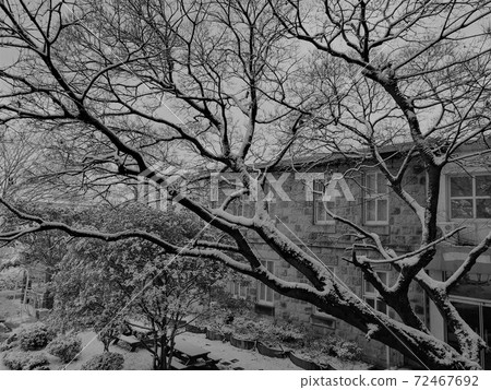 Winter tree 72467692