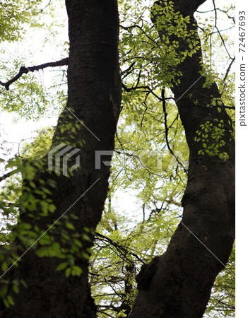 Twin trees 72467693