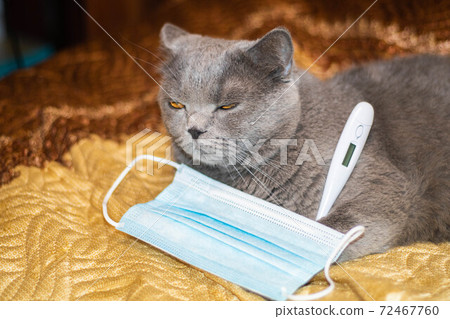 The cat is sick, he measures the temperature The cat is sick, he measures the temperature 72467760