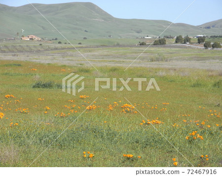 Wide prairie Wide prairie 72467916