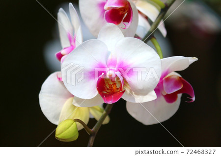 white orchid flower in garden white orchid flower in garden 72468327